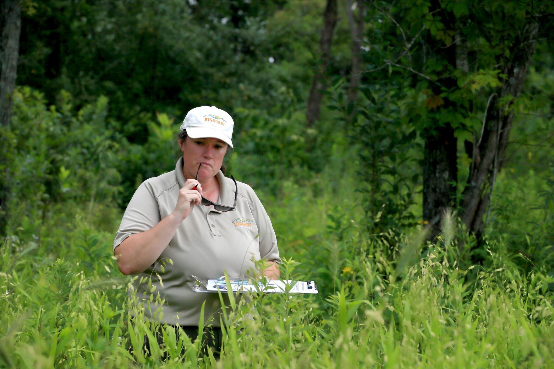 Missouri Bumblebee Atlas, counting the bees